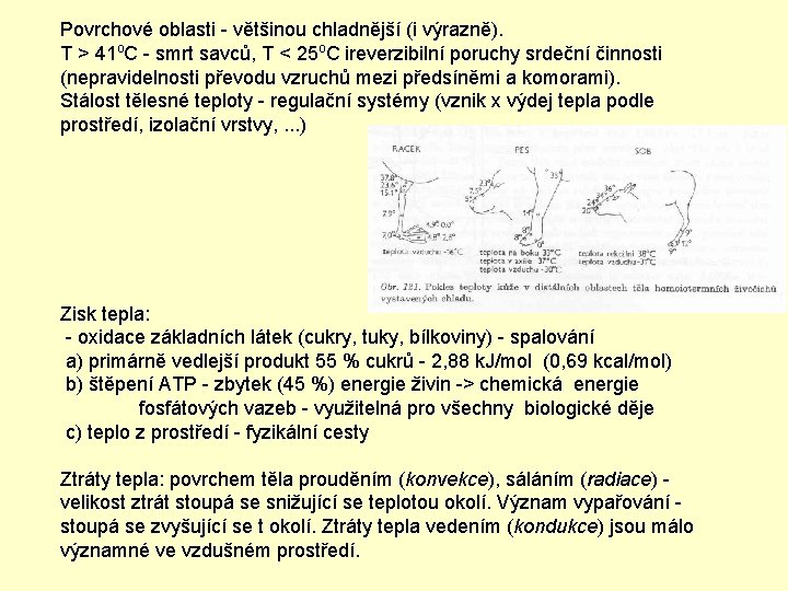 Povrchové oblasti - většinou chladnější (i výrazně). T > 41 o. C - smrt