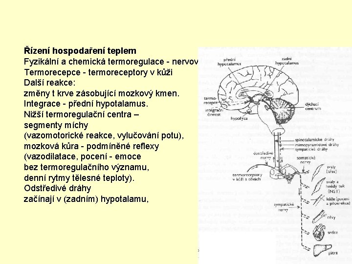 Řízení hospodaření teplem Fyzikální a chemická termoregulace - nervový a endokrinní systém Termorecepce -