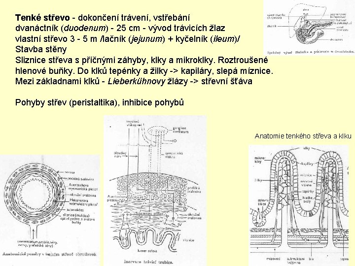 Tenké střevo - dokončení trávení, vstřebání dvanáctník (duodenum) - 25 cm - vývod trávicích