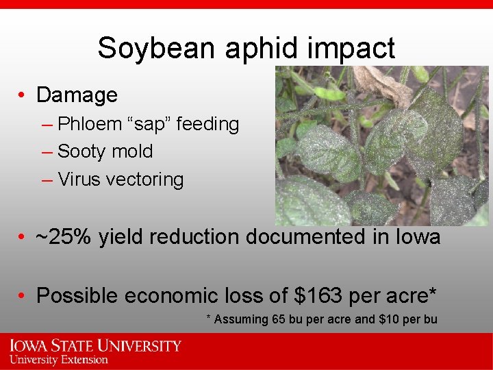 Soybean aphid impact • Damage – Phloem “sap” feeding – Sooty mold – Virus