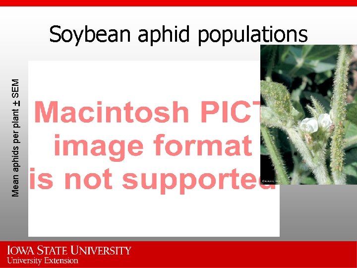 Mean aphids per plant + SEM Soybean aphid populations 