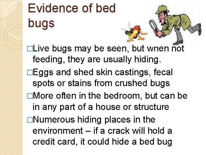 Evidence of bed bugs �Live bugs may be seen, but when not feeding, they