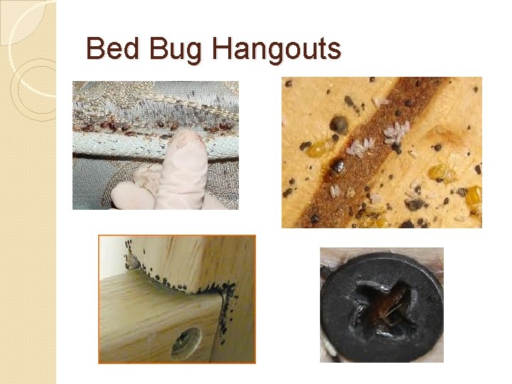 Bed Bug Hangouts 
