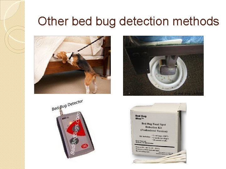 Other bed bug detection methods 