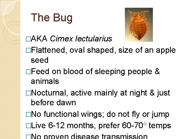 The Bug �AKA Cimex lectularius �Flattened, oval shaped, size of an apple seed �Feed