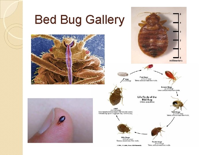Bed Bug Gallery 