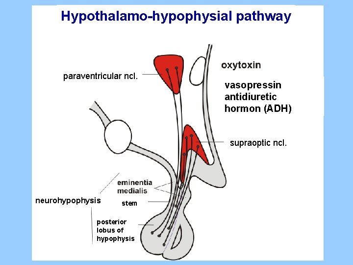 Hypothalamo-hypophysial pathway paraventricular ncl. vasopressin antidiuretic hormon (ADH) supraoptic ncl. neurohypophysis stem posterior lobus