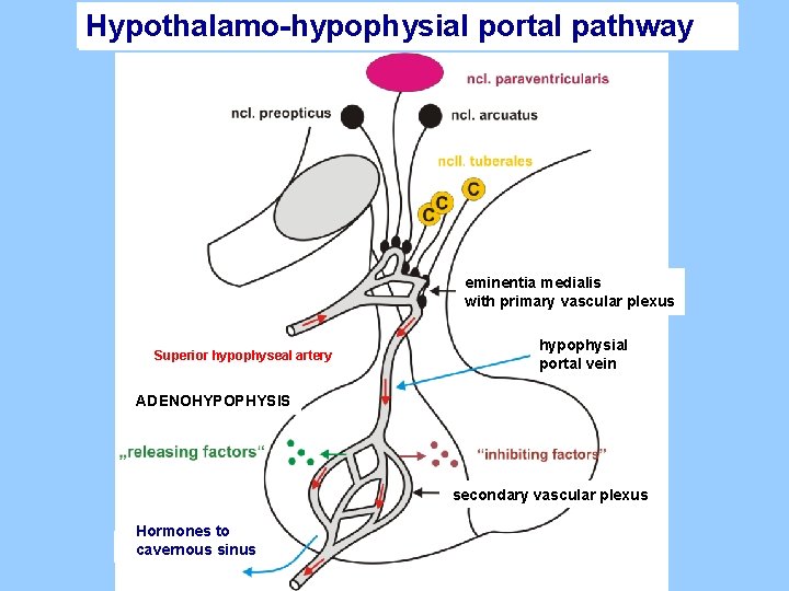 Hypothalamo-hypophysial portal pathway eminentia medialis with primary vascular plexus Superior hypophyseal artery hypophysial portal