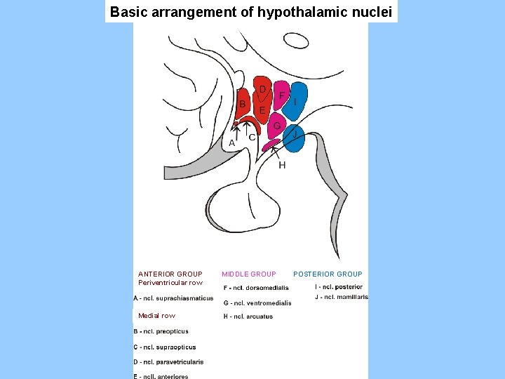 Basic arrangement of hypothalamic nuclei ANTERIOR GROUP Periventricular row Medial row MIDDLE GROUP POSTERIOR