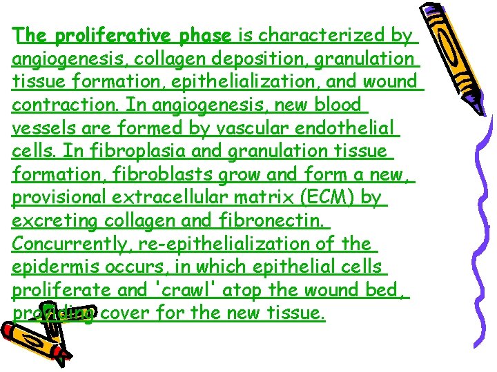 The proliferative phase is characterized by angiogenesis, collagen deposition, granulation tissue formation, epithelialization, and