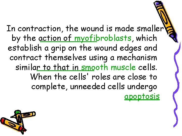 In contraction, the wound is made smaller by the action of myofibroblasts, which establish