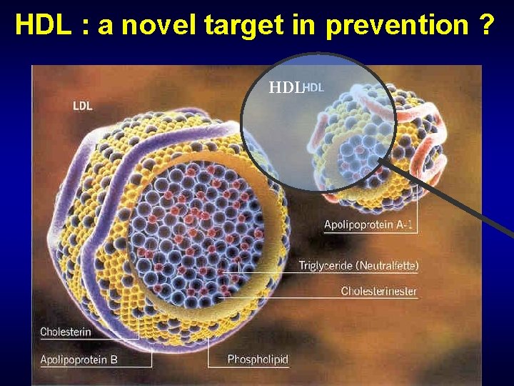 HDL : a novel target in prevention ? HDL 