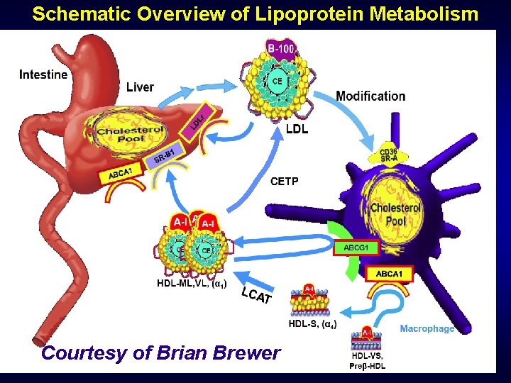 Schematic Overview of Lipoprotein Metabolism Courtesy of Brian Brewer 