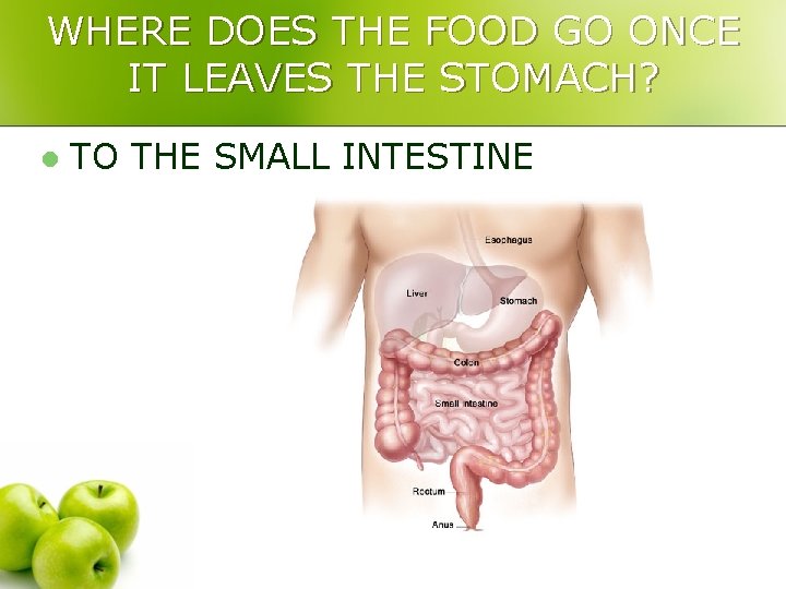 WHERE DOES THE FOOD GO ONCE IT LEAVES THE STOMACH? l TO THE SMALL