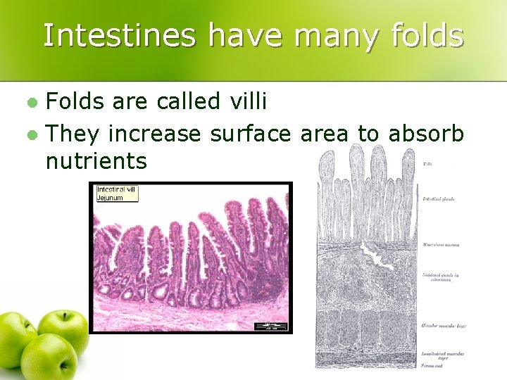 Intestines have many folds Folds are called villi l They increase surface area to