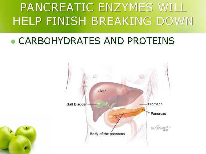 PANCREATIC ENZYMES WILL HELP FINISH BREAKING DOWN l CARBOHYDRATES AND PROTEINS 