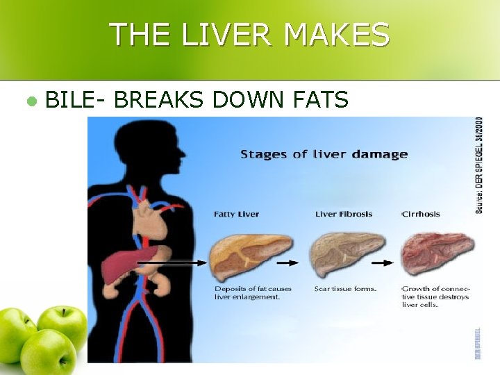 THE LIVER MAKES l BILE- BREAKS DOWN FATS 