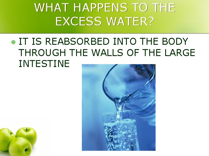 WHAT HAPPENS TO THE EXCESS WATER? l IT IS REABSORBED INTO THE BODY THROUGH
