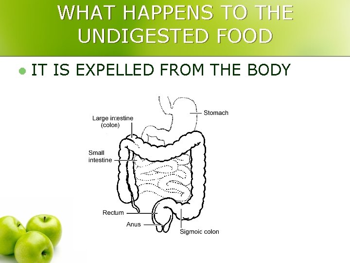 WHAT HAPPENS TO THE UNDIGESTED FOOD l IT IS EXPELLED FROM THE BODY 