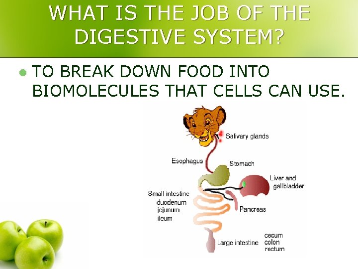 WHAT IS THE JOB OF THE DIGESTIVE SYSTEM? l TO BREAK DOWN FOOD INTO
