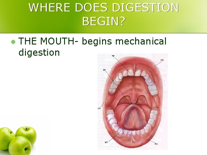 WHERE DOES DIGESTION BEGIN? l THE MOUTH- begins mechanical digestion 