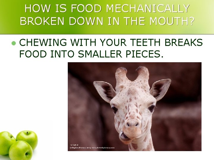 HOW IS FOOD MECHANICALLY BROKEN DOWN IN THE MOUTH? l CHEWING WITH YOUR TEETH