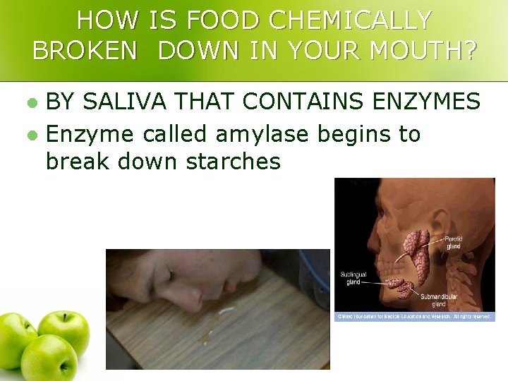 HOW IS FOOD CHEMICALLY BROKEN DOWN IN YOUR MOUTH? BY SALIVA THAT CONTAINS ENZYMES