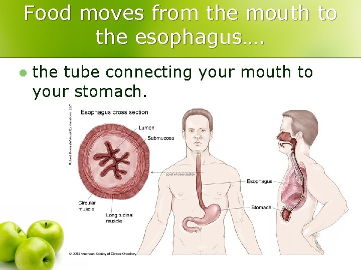 Food moves from the mouth to the esophagus…. l the tube connecting your mouth
