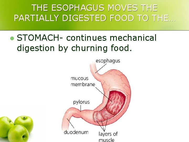 THE ESOPHAGUS MOVES THE PARTIALLY DIGESTED FOOD TO THE… l STOMACH- continues mechanical digestion