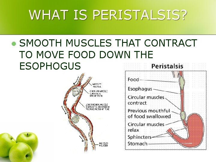 WHAT IS PERISTALSIS? l SMOOTH MUSCLES THAT CONTRACT TO MOVE FOOD DOWN THE ESOPHOGUS