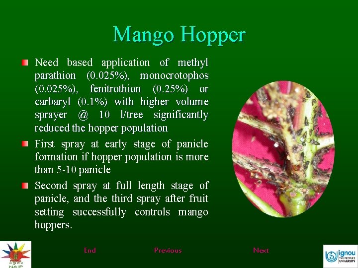 Mango Hopper Need based application of methyl parathion (0. 025%), monocrotophos (0. 025%), fenitrothion