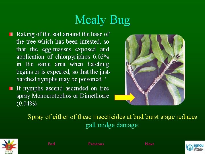 Mealy Bug Raking of the soil around the base of the tree which has