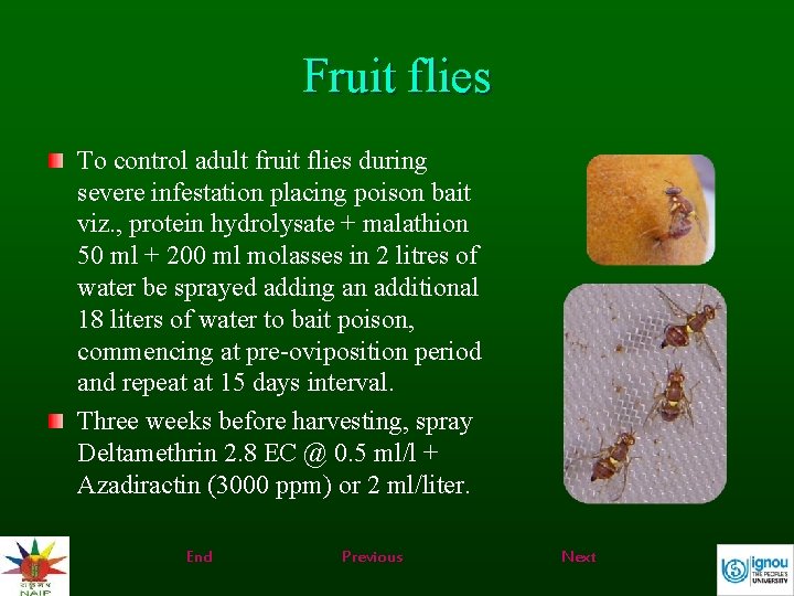 Fruit flies To control adult fruit flies during severe infestation placing poison bait viz.