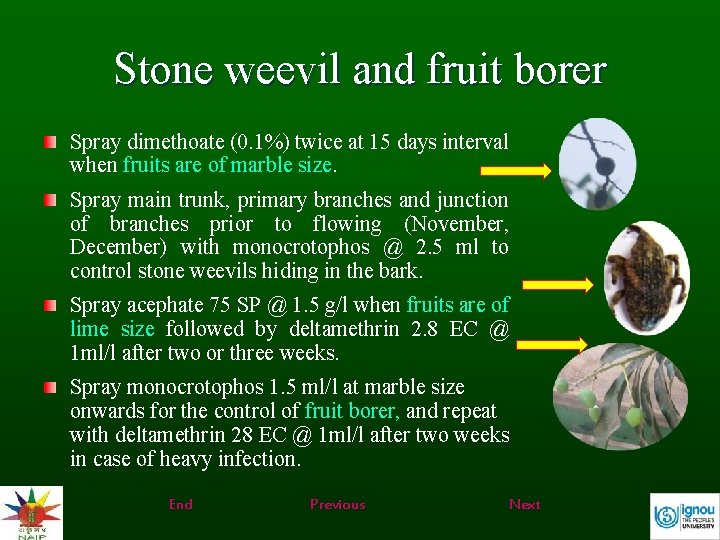 Stone weevil and fruit borer Spray dimethoate (0. 1%) twice at 15 days interval