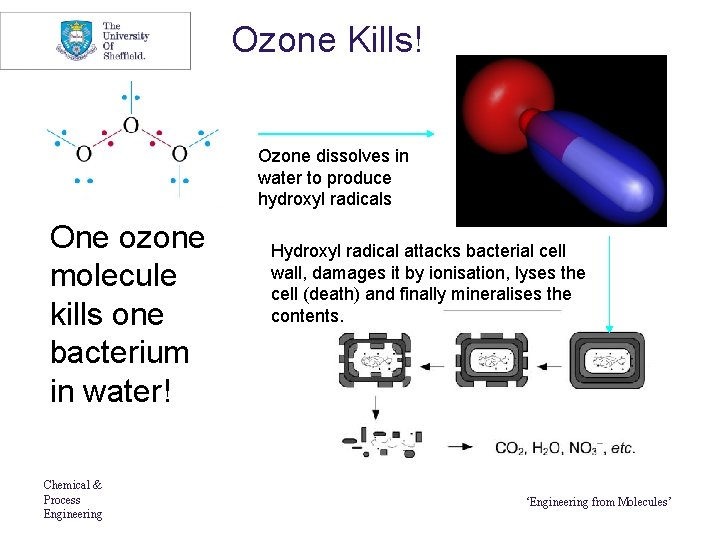 Ozone Kills! Ozone dissolves in water to produce hydroxyl radicals One ozone molecule kills