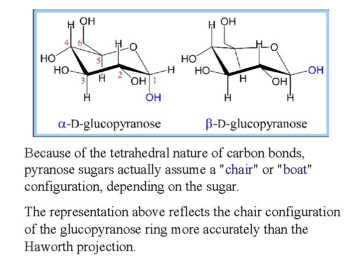 Because of the tetrahedral nature of carbon bonds, pyranose sugars actually assume a "chair"