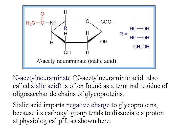 N-acetylneuraminate (N-acetylneuraminic acid, also called sialic acid) is often found as a terminal residue