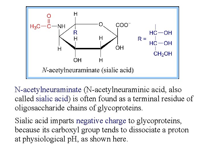 N-acetylneuraminate (N-acetylneuraminic acid, also called sialic acid) is often found as a terminal residue