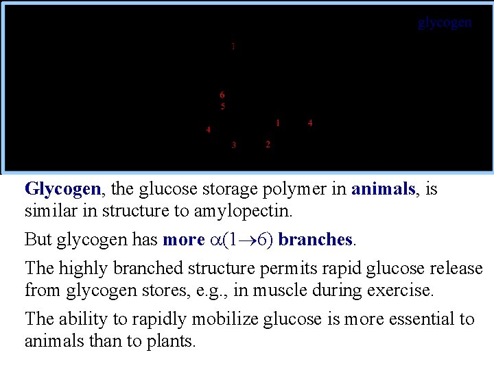 Glycogen, the glucose storage polymer in animals, is similar in structure to amylopectin. But