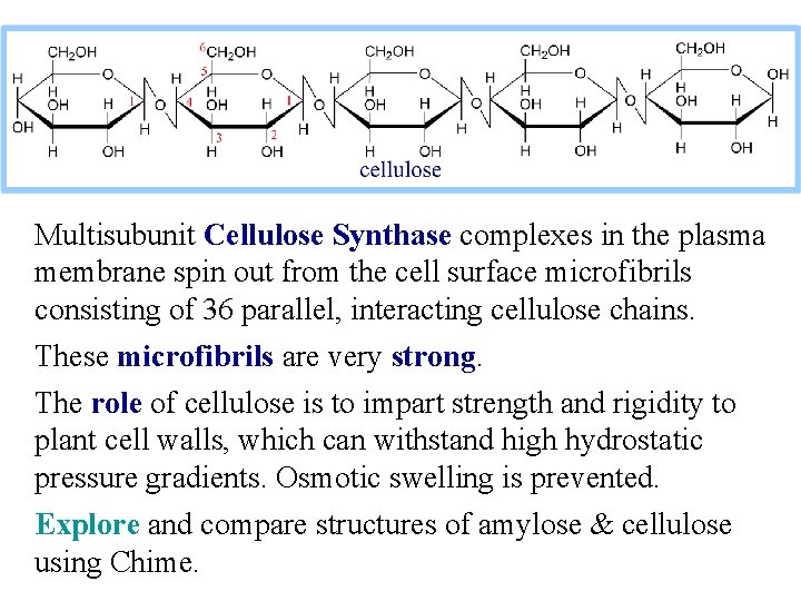 Multisubunit Cellulose Synthase complexes in the plasma membrane spin out from the cell surface