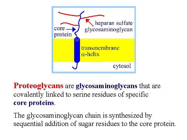 Proteoglycans are glycosaminoglycans that are covalently linked to serine residues of specific core proteins.