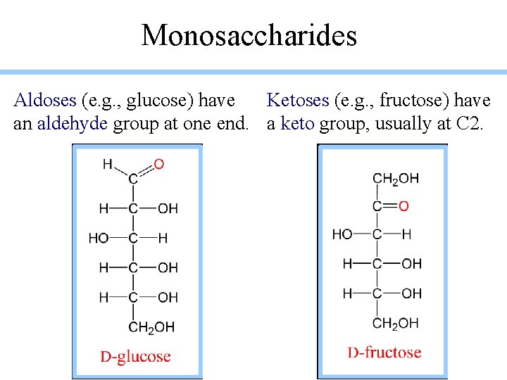 Monosaccharides Aldoses (e. g. , glucose) have Ketoses (e. g. , fructose) have an