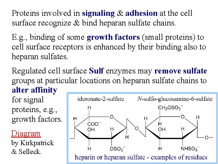 Proteins involved in signaling & adhesion at the cell surface recognize & bind heparan