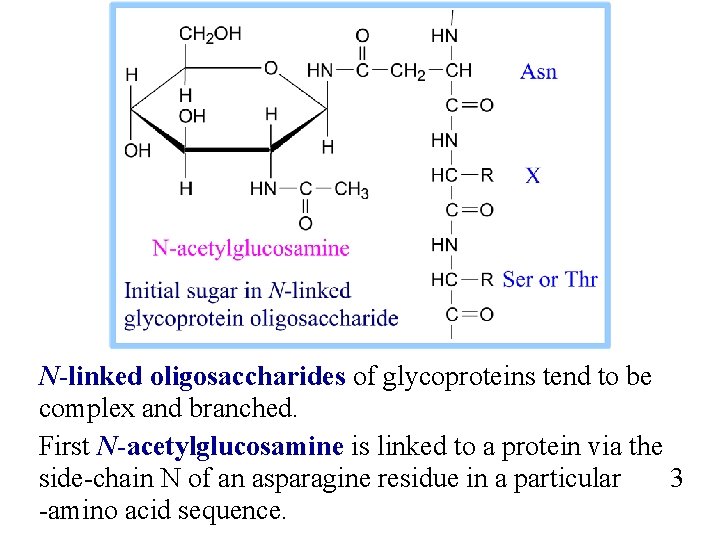 N-linked oligosaccharides of glycoproteins tend to be complex and branched. First N-acetylglucosamine is linked