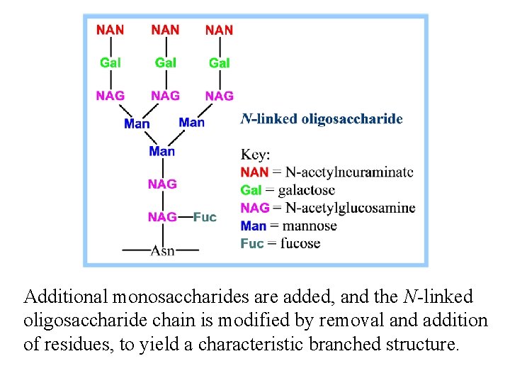 Additional monosaccharides are added, and the N-linked oligosaccharide chain is modified by removal and