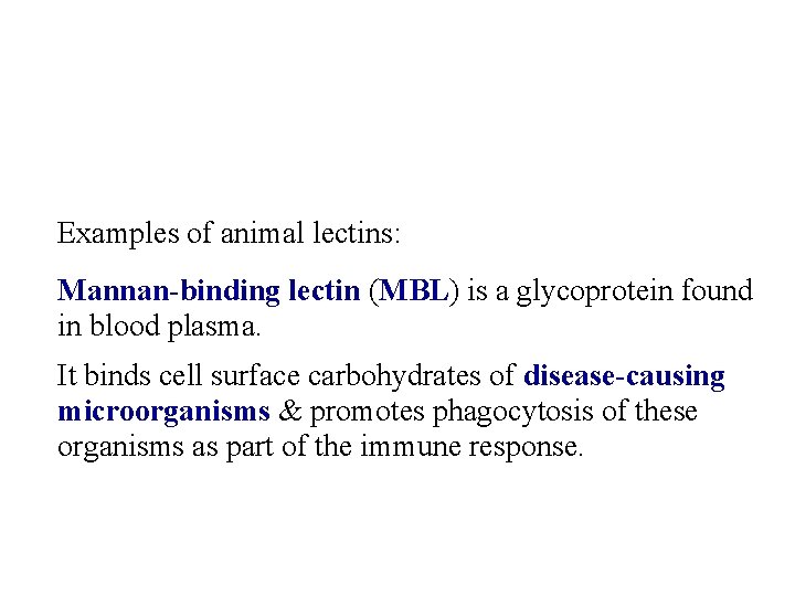 Examples of animal lectins: Mannan-binding lectin (MBL) is a glycoprotein found in blood plasma.