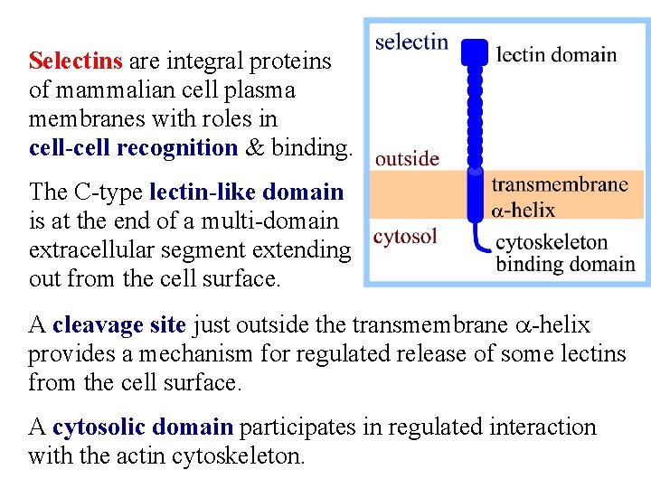 Selectins are integral proteins of mammalian cell plasma membranes with roles in cell-cell recognition