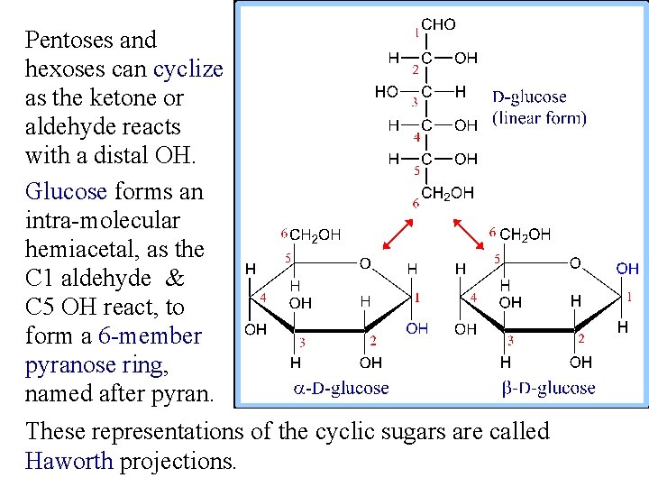 Pentoses and hexoses can cyclize as the ketone or aldehyde reacts with a distal