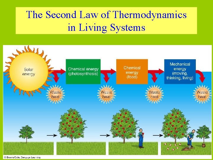 The Second Law of Thermodynamics in Living Systems 