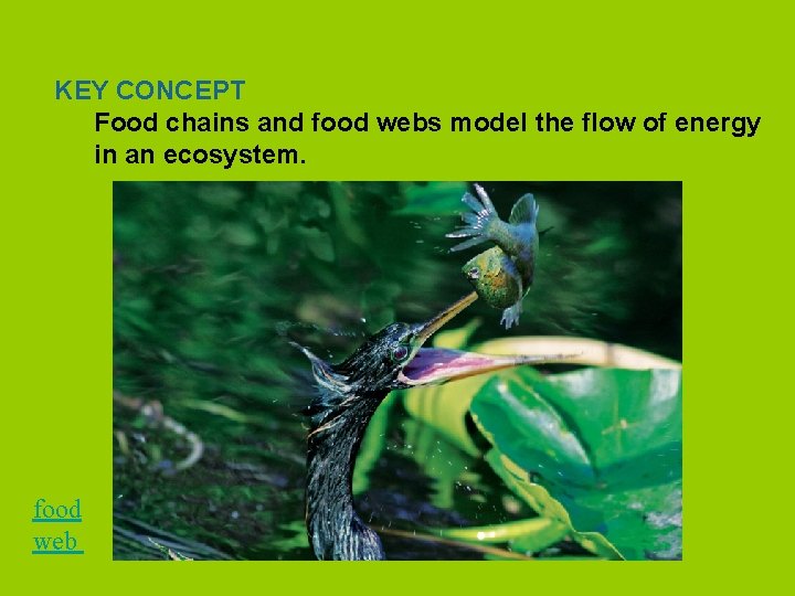 KEY CONCEPT Food chains and food webs model the flow of energy in an